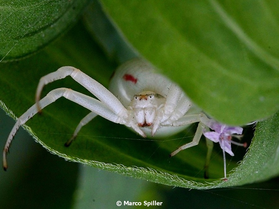 Thomisidae:  Misumena vatia - Bibione (VE)